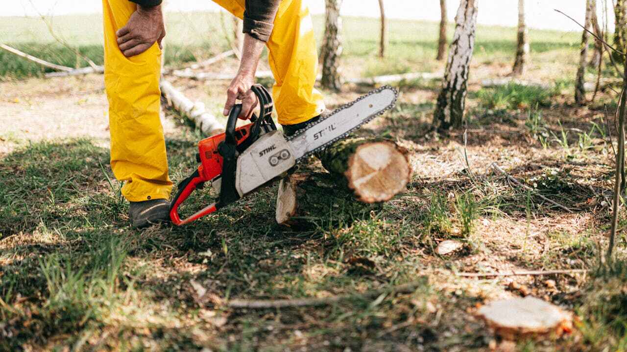 Emergency Storm Tree Removal in Northern Cambria, PA